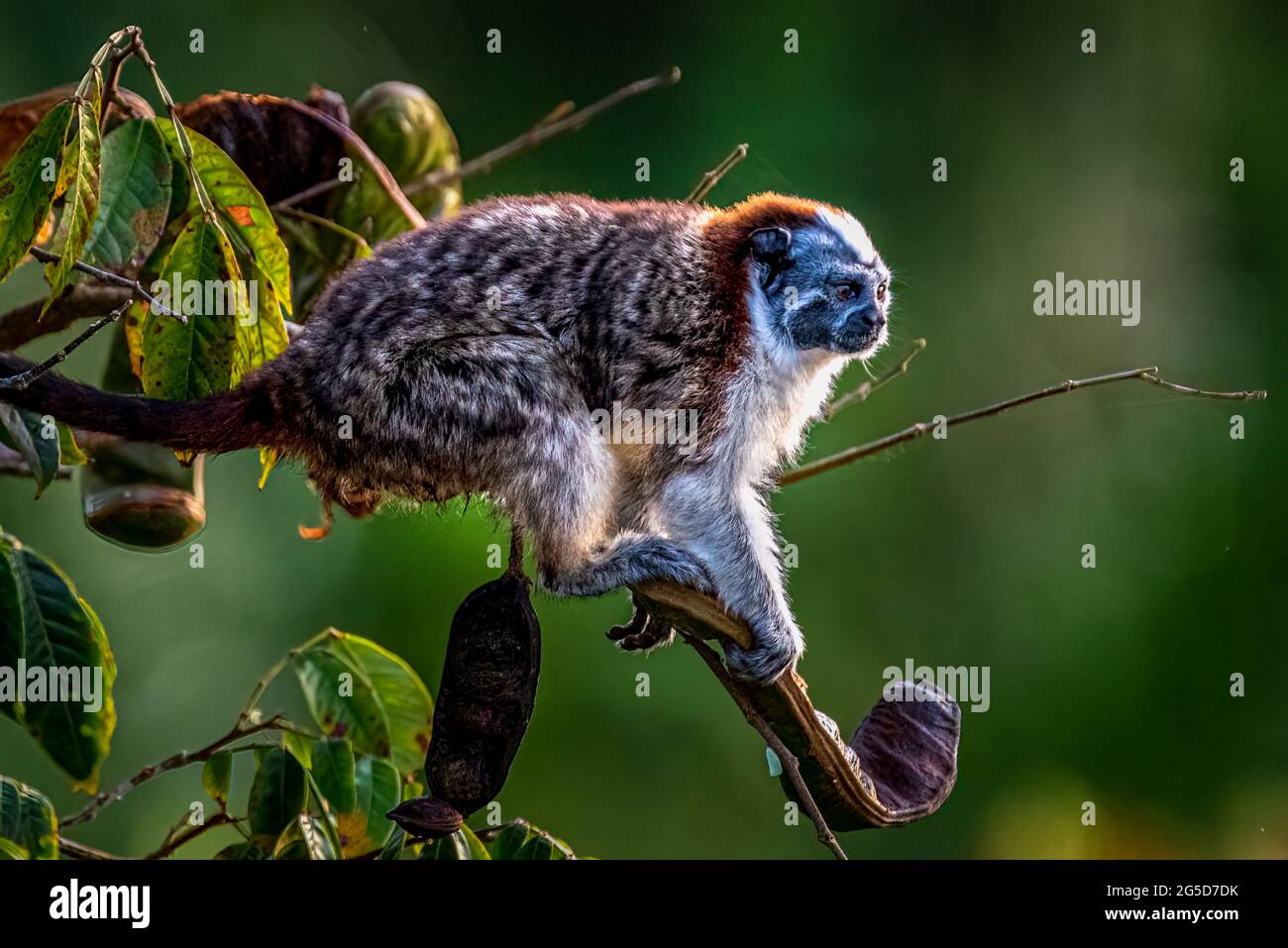 Geoffroys Tamarin-Affe auf einem Baum auf der Suche nach Nahrung im Regenwald von Panama Stockfoto
