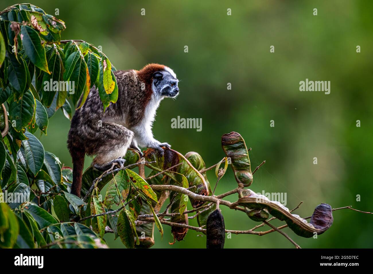 Geoffroys Tamarin-Affe auf einem Baum auf der Suche nach Nahrung im Regenwald von Panama Stockfoto