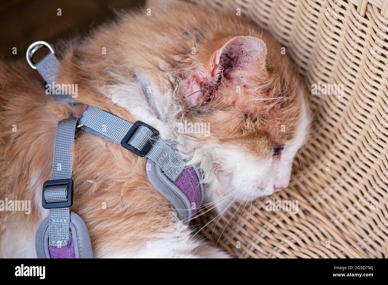 Erschöpfte verletzte Katze mit geschwollenem Auge und verkratztem verletzten Ohr liegt in Nahaufnahme. Stockfoto