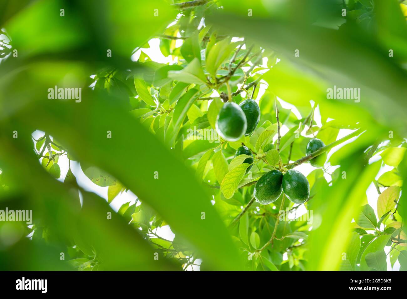 Eigenschaften von Avocados in der Regenzeit. Stockfoto