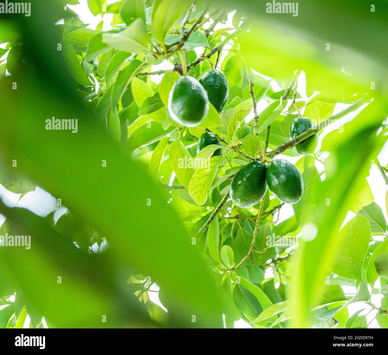 Eigenschaften von Avocados in der Regenzeit. Stockfoto