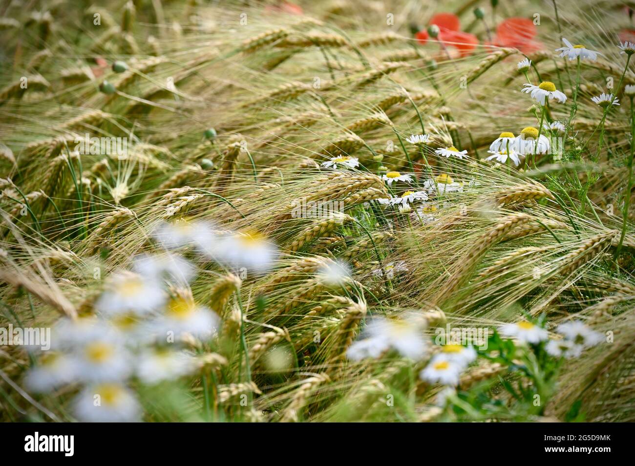 Getreidefeld mit verschiedenen Wildblumen Ende Juni Stockfoto