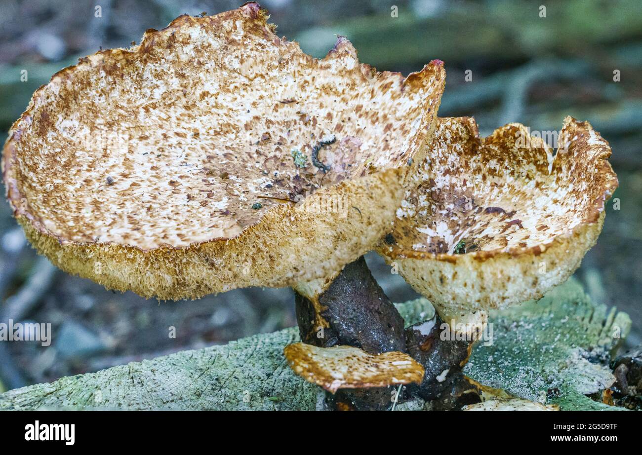 Sehr groß (bis zu 50 cm) Cerioporus squamosus alias Polyporus squamosus ist ein Basidiomycete-Bracketpilz, mit gebräuchlichen Namen wie Dryad-Sattel und Stockfoto
