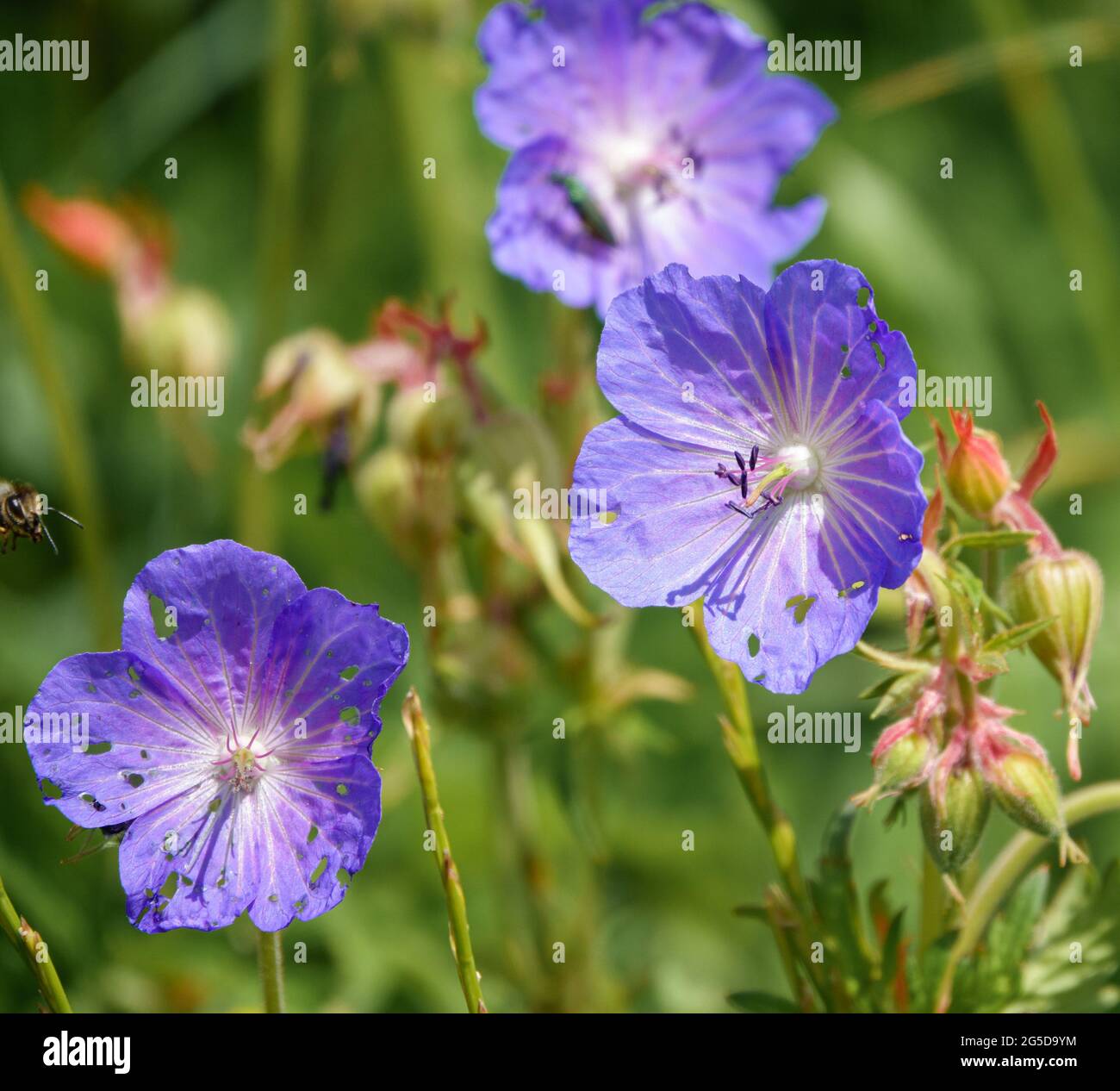 Eine schöne Kranichschnabel lila violette Blume der Wiese Stockfoto