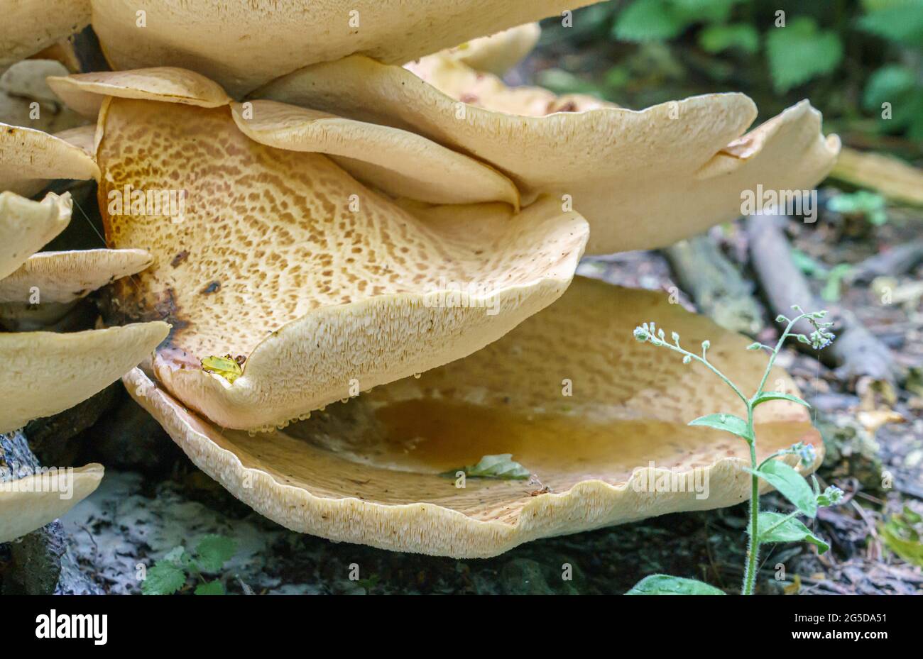 Sehr groß (bis zu 50 cm) Cerioporus squamosus alias Polyporus squamosus ist ein Basidiomycete-Bracketpilz, mit gebräuchlichen Namen wie Dryad-Sattel und Stockfoto