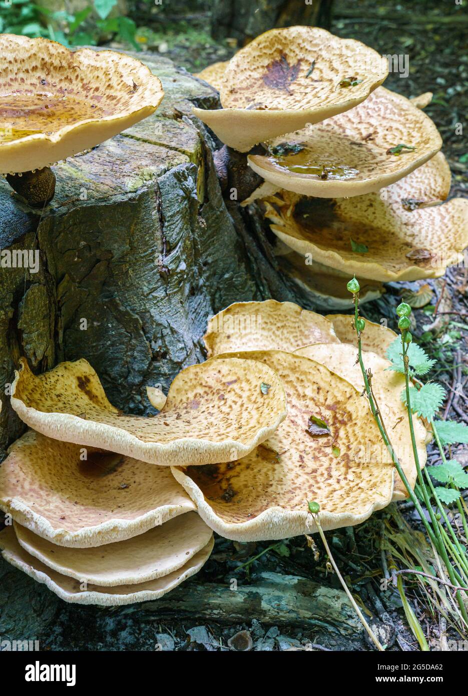 Sehr groß (bis zu 50 cm) Cerioporus squamosus alias Polyporus squamosus ist ein Basidiomycete-Bracketpilz, mit gebräuchlichen Namen wie Dryad-Sattel und Stockfoto