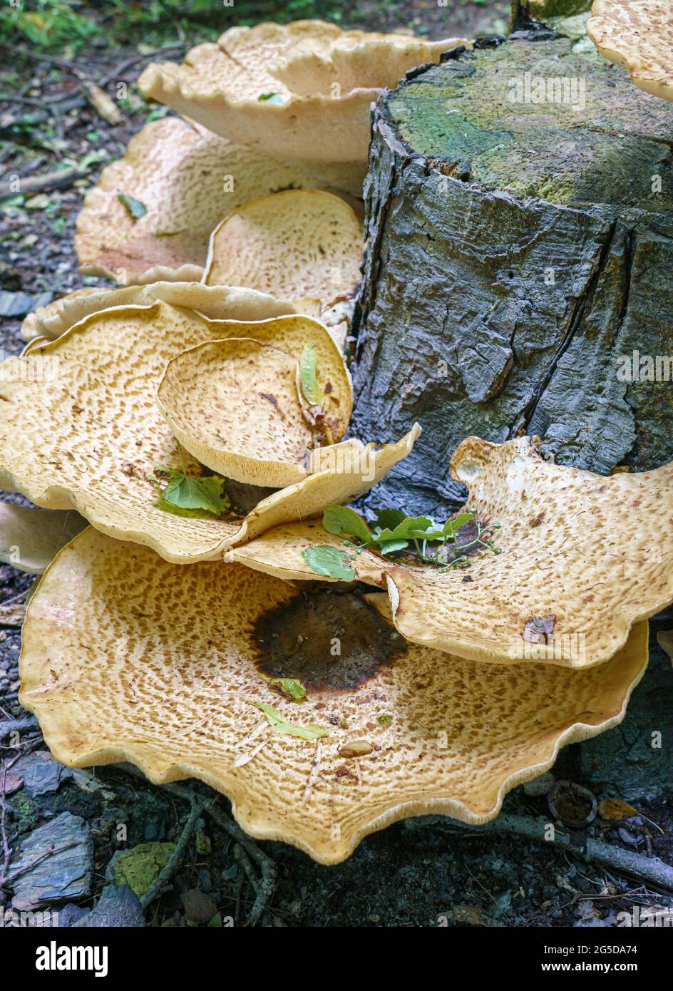 Sehr groß (bis zu 50 cm) Cerioporus squamosus alias Polyporus squamosus ist ein Basidiomycete-Bracketpilz, mit gebräuchlichen Namen wie Dryad-Sattel und Stockfoto