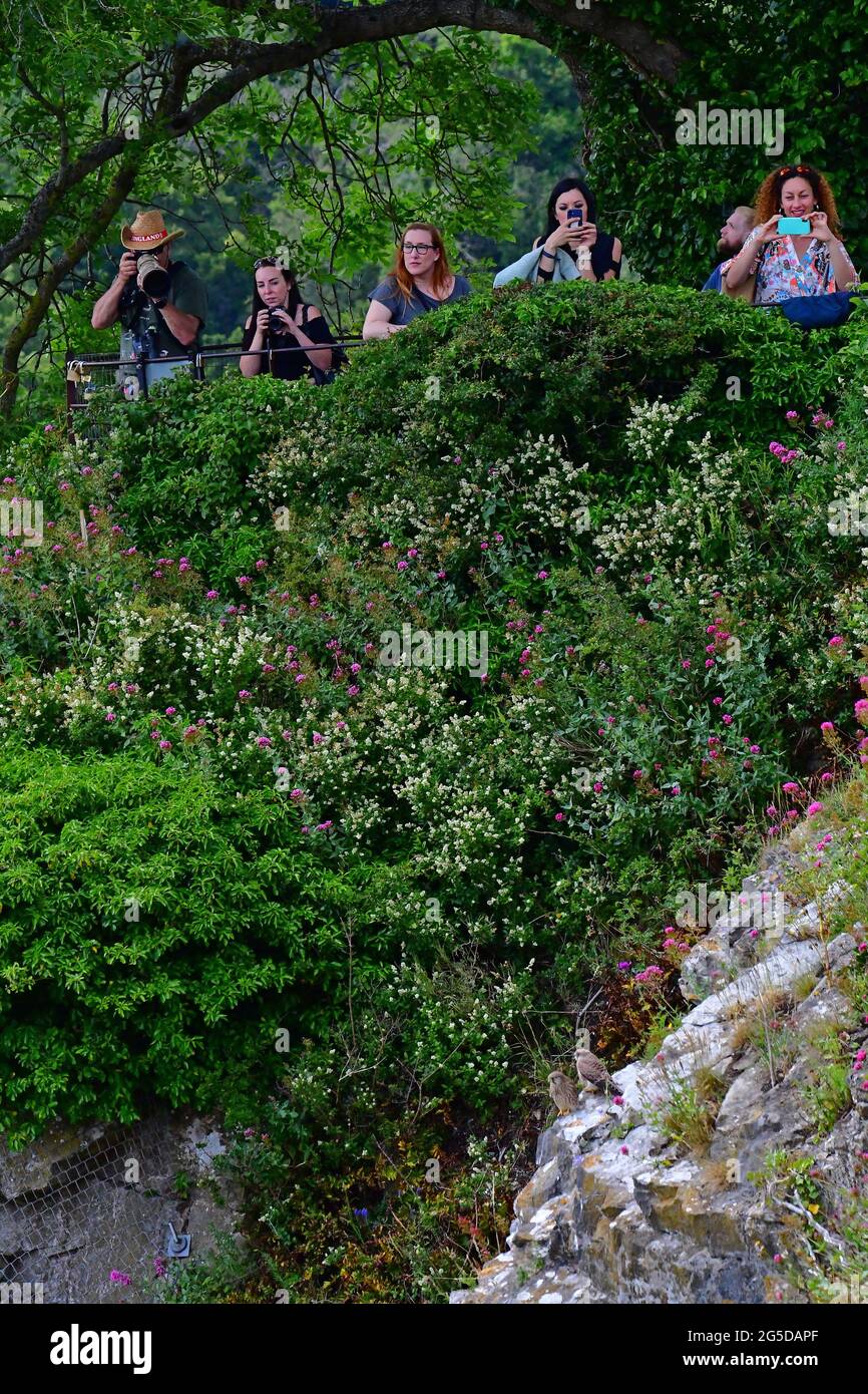 Bristol, Großbritannien. Juni 2021. An einem sehr heißen Nachmittag im Clifton Village in der Nähe der Clifton Suspension Bridge werden Baby-Turmfalken auf dem Felsvorspring der Avon Gorge sitzen und mit Mobiltelefonen und Kameras über und hinter den 2 Baby-Kesterls auf den Felsen darunter fotografiert. Bildquelle: Robert Timoney/Alamy Live News Stockfoto