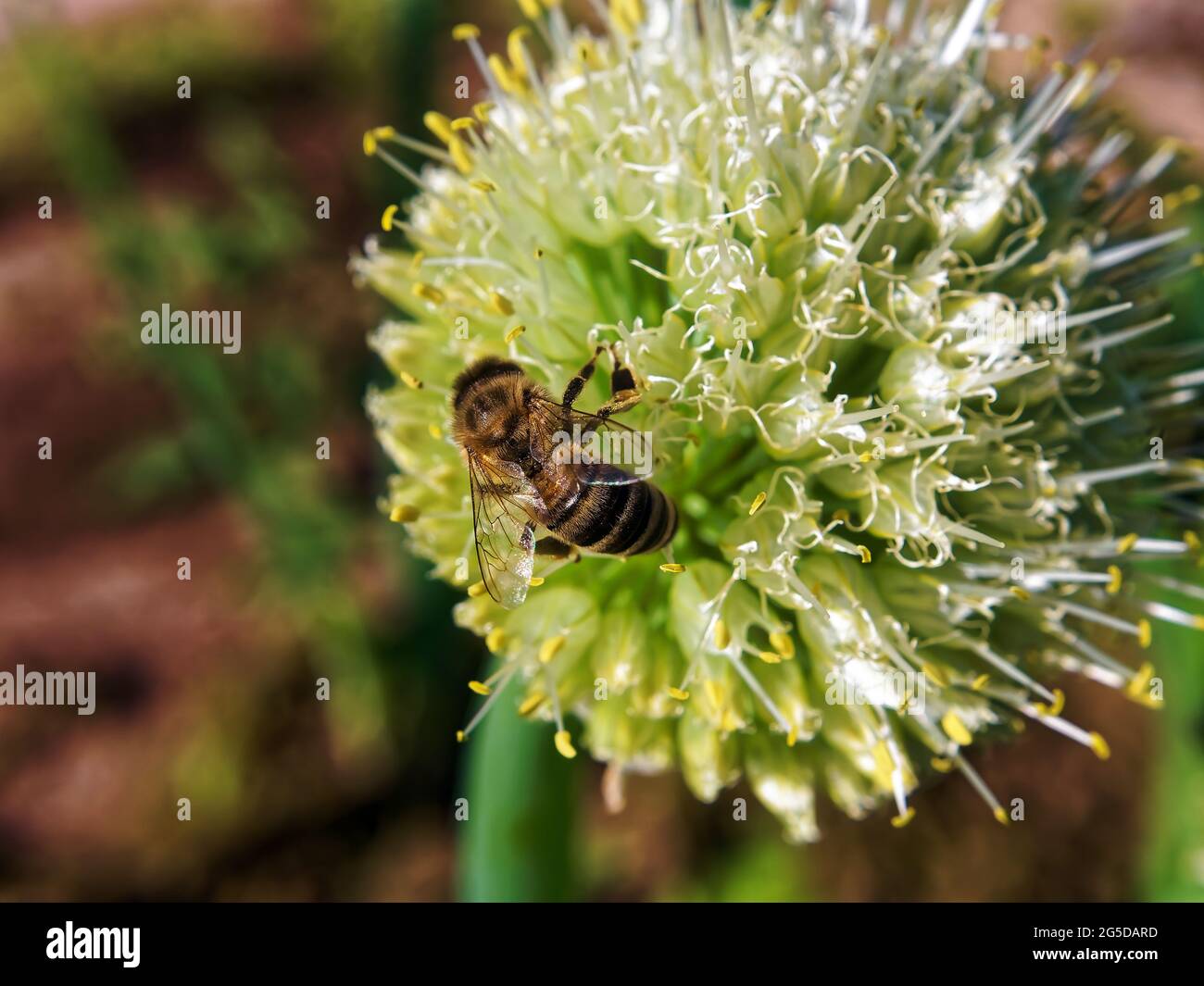 Im Sommer sitzt eine Biene auf einer Zwiebelblume Stockfoto