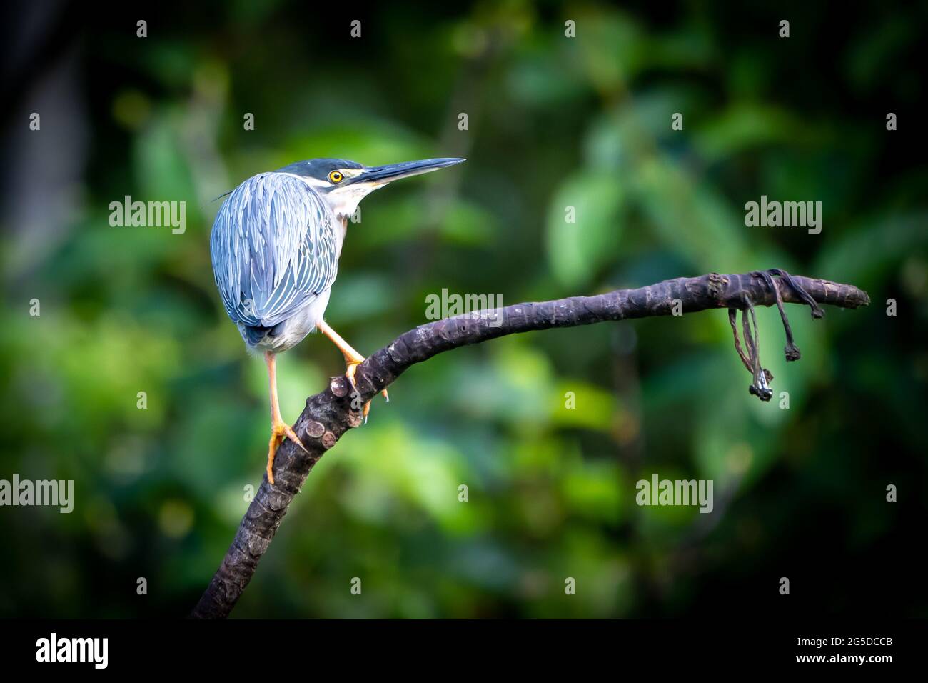 Der gestreifte Reiher (Butorides striata) im peruanischen Amazonas ist eine gemeinsame Sichtung Stockfoto