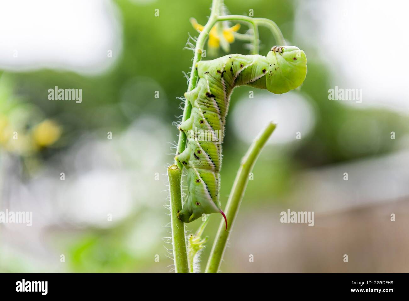 Der Tabakhornwurm mit dem Kopf, der in einer defensiven Haltung zurückerzogen wird, während er sich an einem Stamm der Tomatenpflanze festhält. Stockfoto
