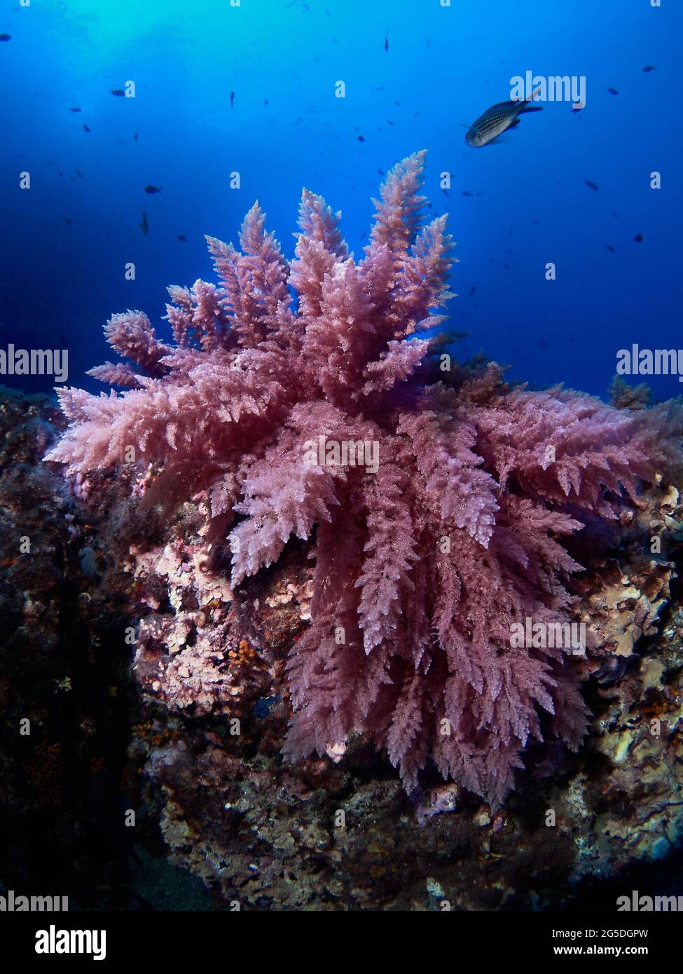 Invasive Rotalgen (Asparagopsis sp.), die Gesteine am Meeresboden bedecken. Stockfoto