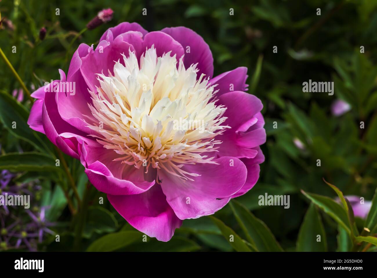 Kelch, der sich rosa bildet, mit einer hellen cremefarbenen Pfingstrose in der Mitte, einer Schale der Schönheit, aus nächster Nähe in einem Garten. Stockfoto
