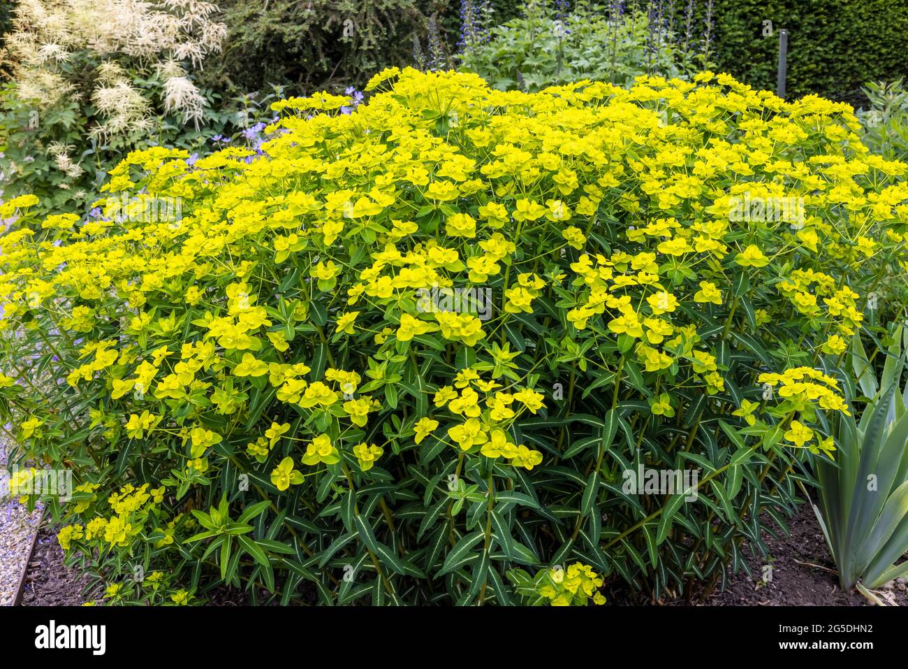 Gelb blühende mehrjährige Pflanze der Pechia wallichii auch Wallich Spurge. Stockfoto
