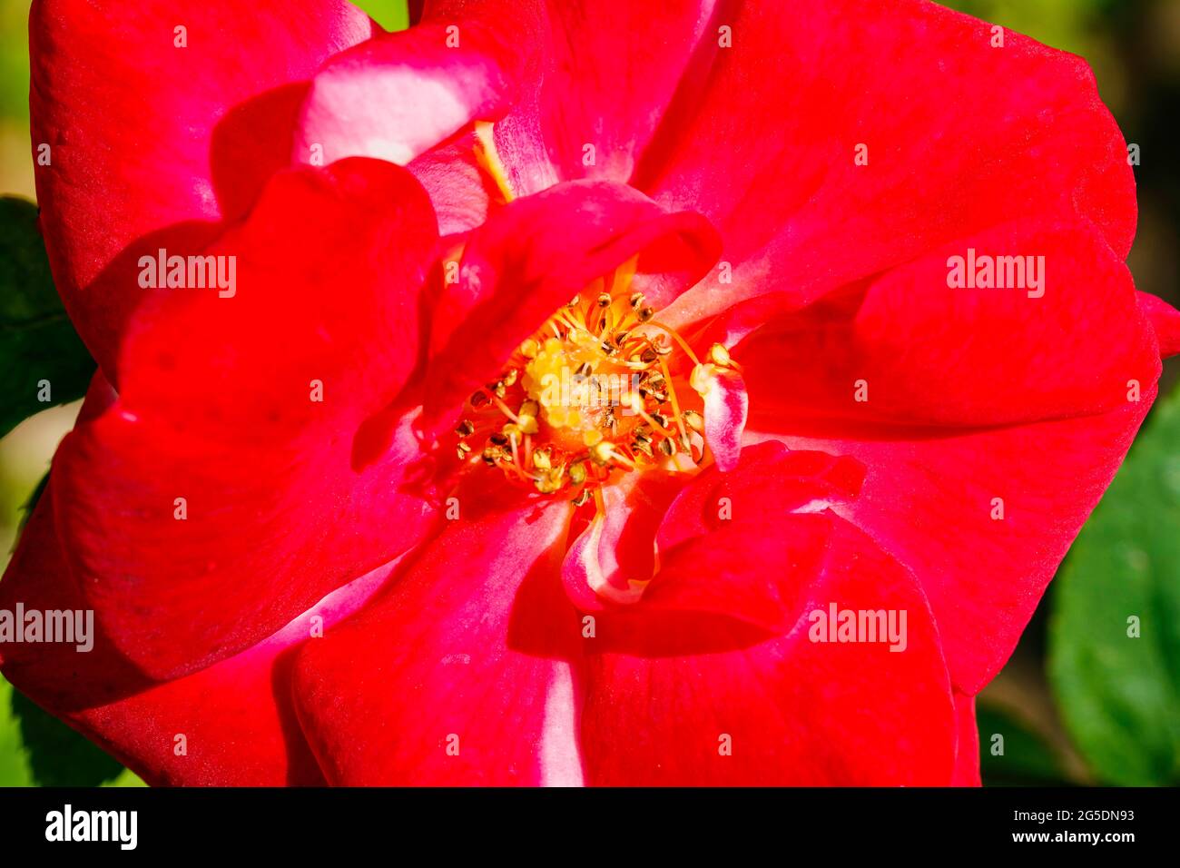 Garten Esmond Hain Stockfoto