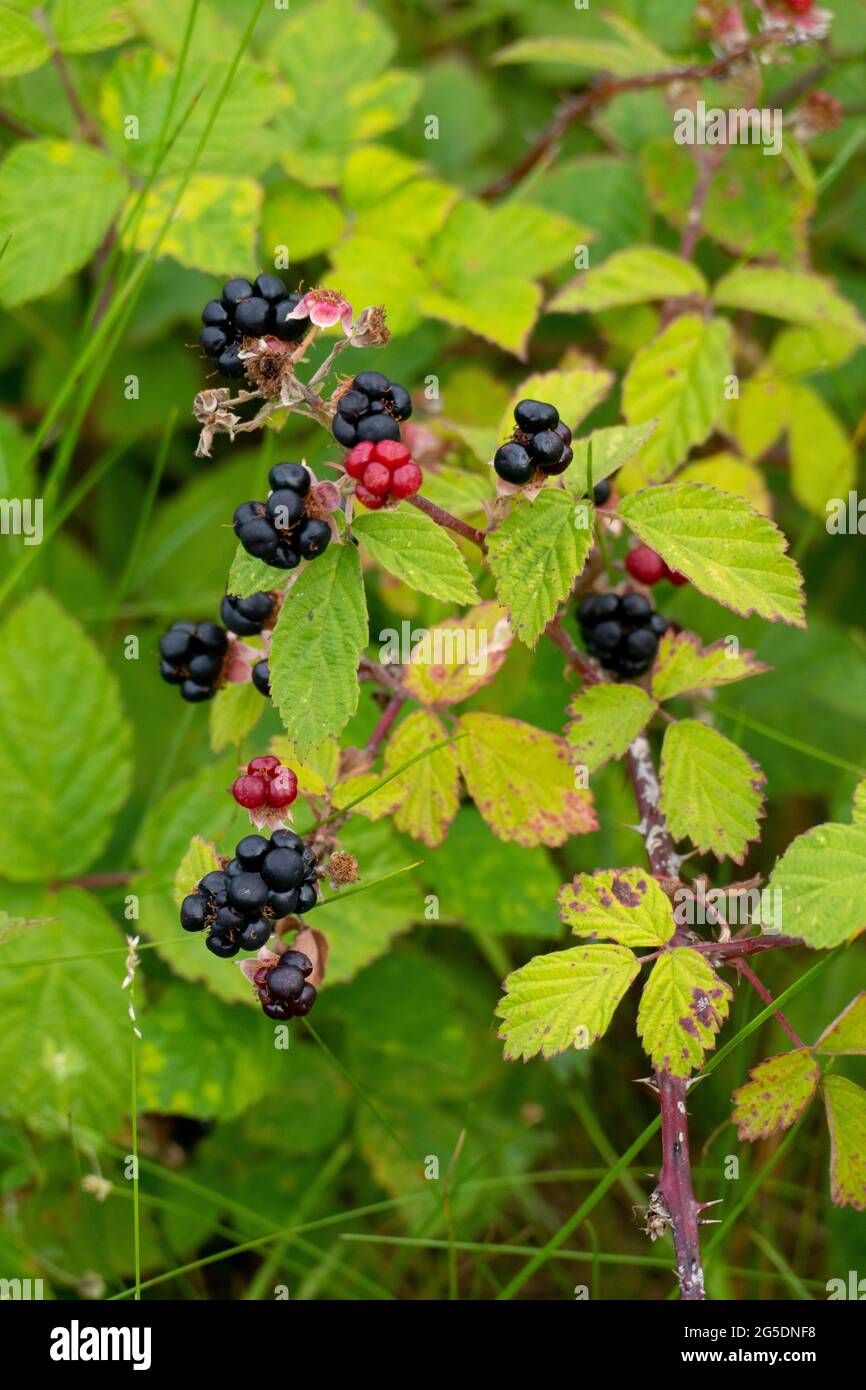 Brombeer Cocktail Stockfotos und bilder Kaufen Alamy