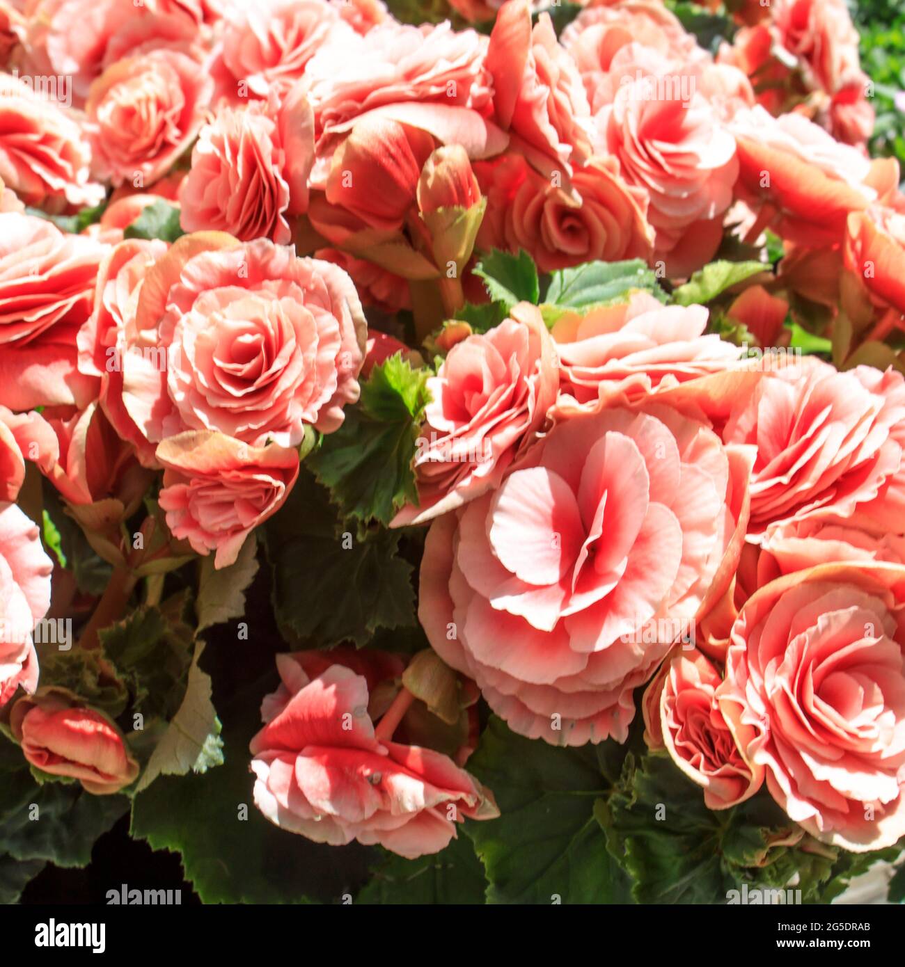 Begonia Elatior Borias ist eine entzckende Zimmerpflanze. Diese Begonia  hat eine zartrosa Blume mit einem roten Zentrum. Es hlt sehr gut im Sommer  und REA Stockfotografie - Alamy