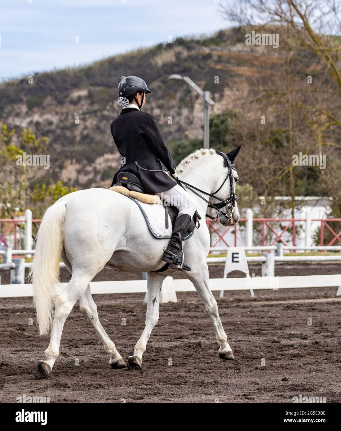 Dressurwettbewerb, Reiten, weiße Lusitano Zuchtpferde. Stockfoto