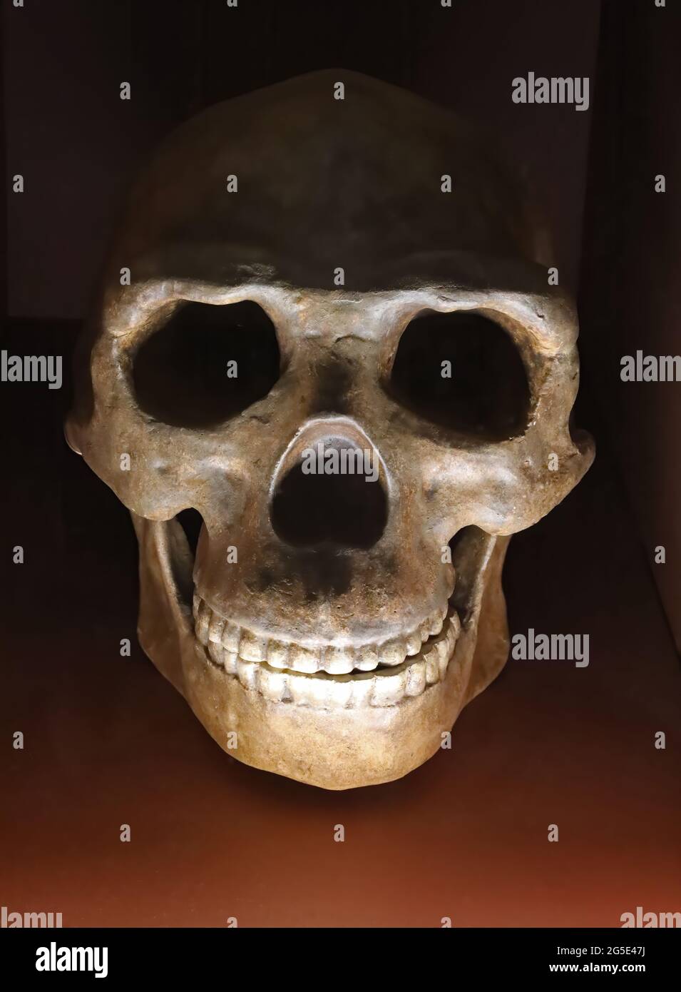 Schädel des Homo erectus aus Asien Stockfoto