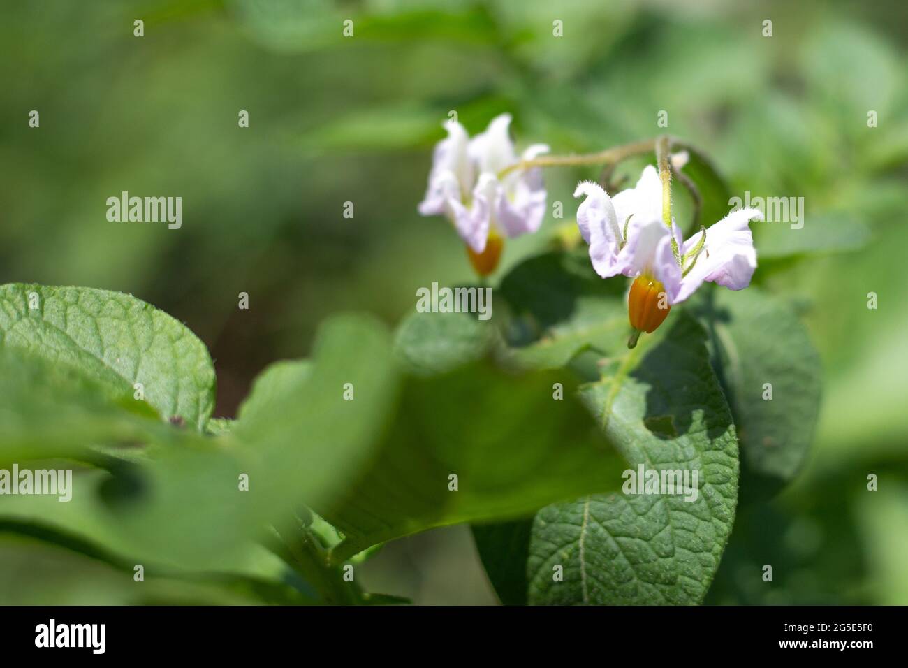 Nahaufnahme der Kartoffelblume. Reifende Gemüse auf dem Feld. Zarte weiße Blüten auf einem Busch auf einem verschwommenen grünen Hintergrund. Stockfoto