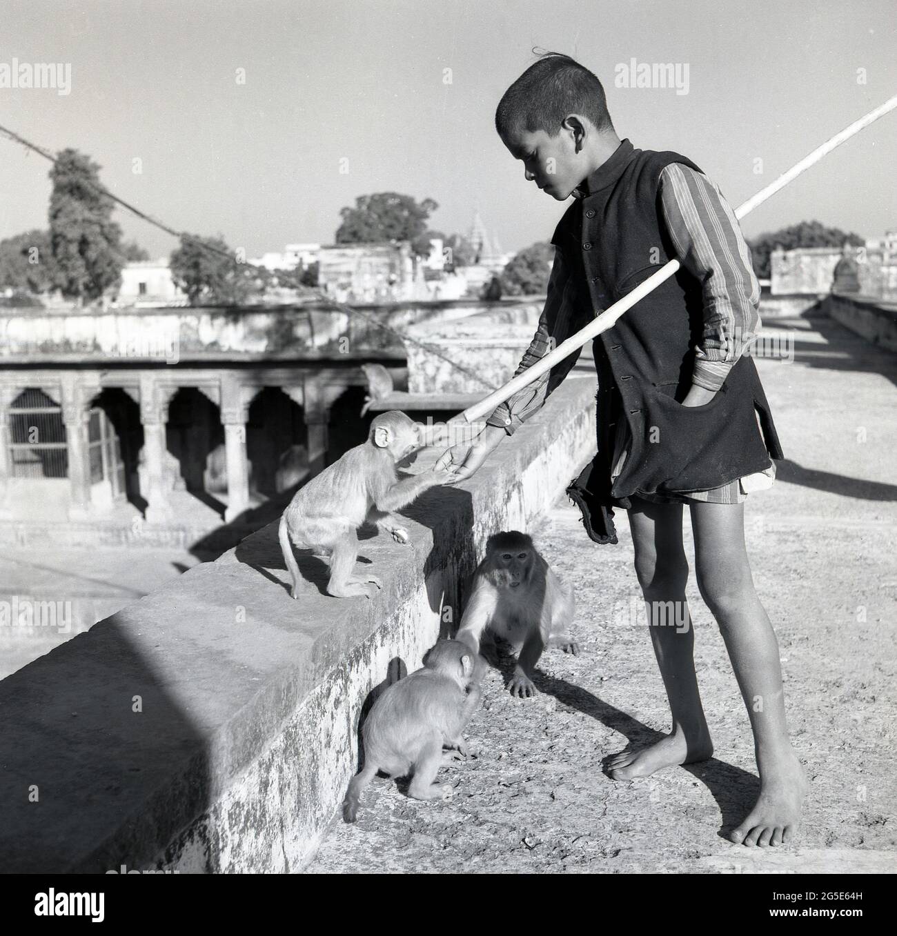 In den 1950er Jahren, historisch, Benares, Indien, ein junger indischer Junge, barfuß und mit einem Stock, der einige Straßenaffen auf einer Steinbrücke fütterte. Stockfoto