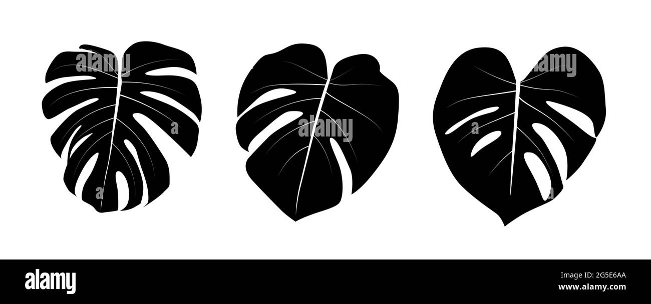 Monstera Blatt isoliert auf weißem Hintergrund. Vektorgrafik EPS10 Stock Vektor