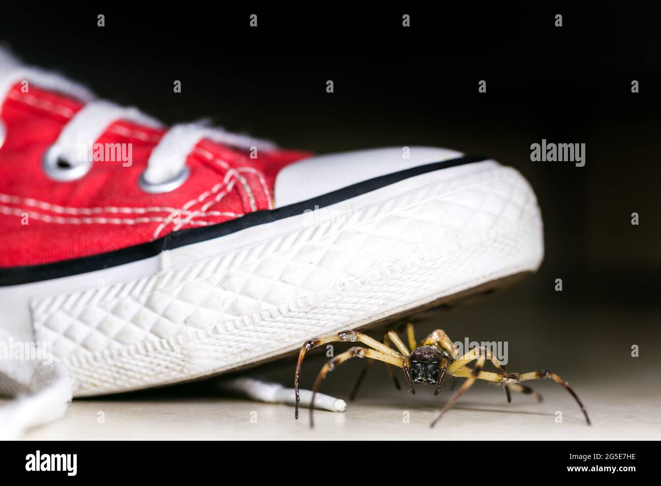 Große Spinne in Kinderschuhen versteckt, giftiges Tier, Konzept der Arachnophobie und Schädlingsbekämpfung Stockfoto