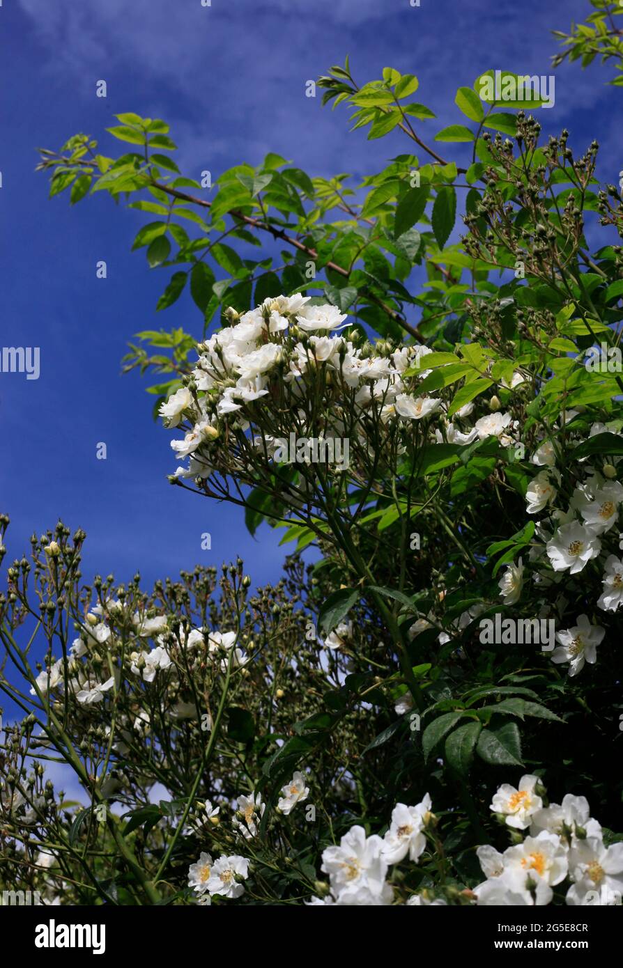 Yorkshire White Rose „Wanderrektor“ im englischen Garten Stockfoto