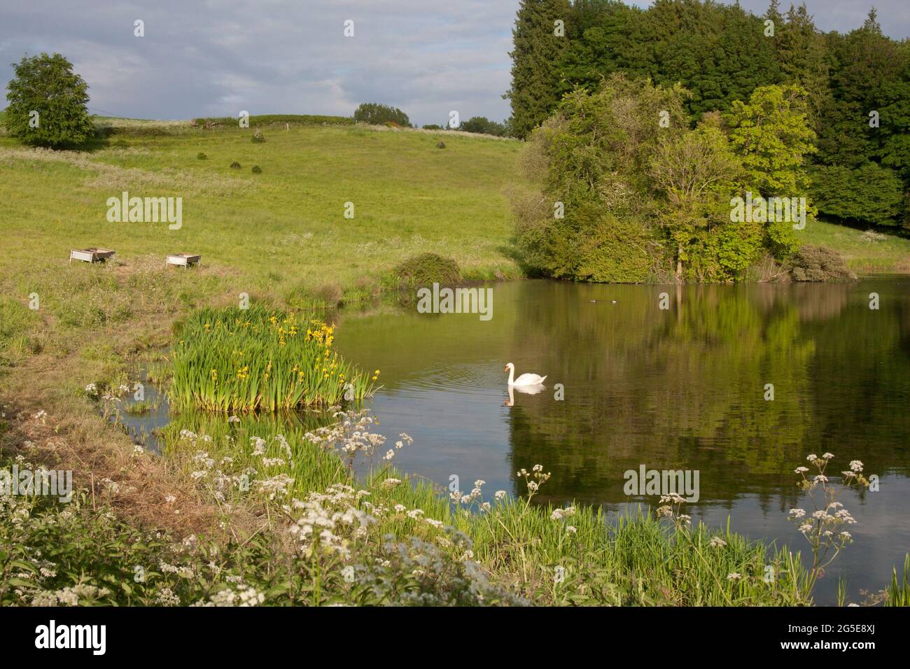 Mute Swan on Lake, Teffont Eyias bei Wilton, Wiltshire, England Stockfoto