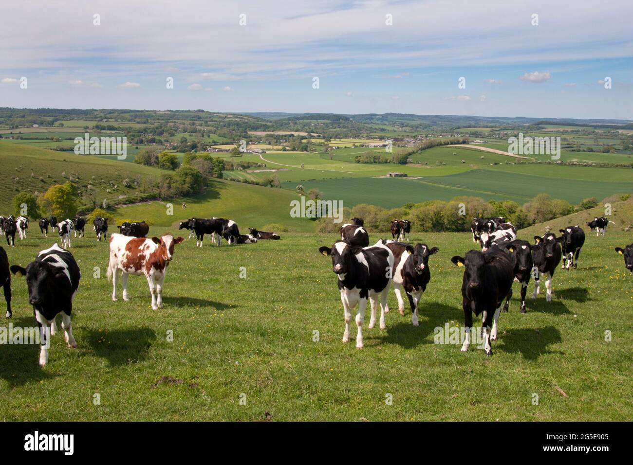 Viehweiden in der Nähe von Tollard Royal Carlton Downs mit Blick auf Ashcombe & Quarry Bottom, bei Shaftesbury, Wiltshire, England Stockfoto