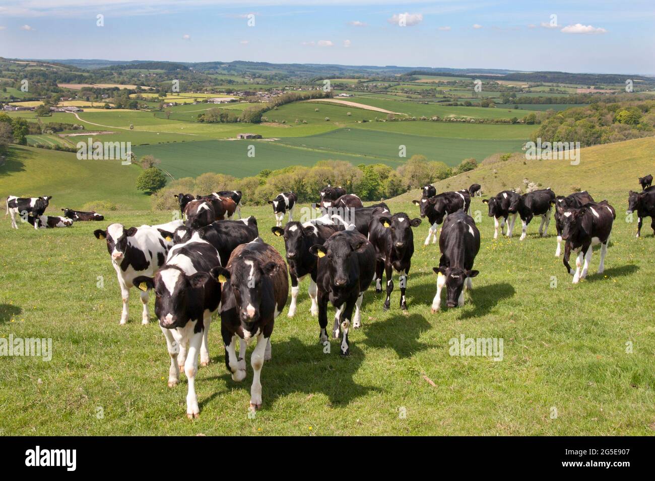 Viehweiden in der Nähe von Tollard Royal Carlton Downs mit Blick auf Ashcombe & Quarry Bottom, bei Shaftesbury, Wiltshire, England Stockfoto