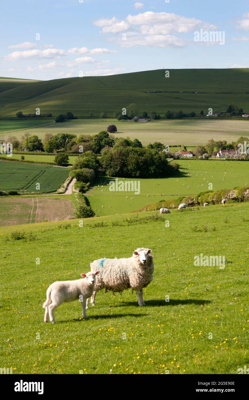 Schafe weiden in Cley Hills mit Blick auf den Park, Dänen Bottom & White Sheet Downs, The Deverills, Wiltshire, England Stockfoto