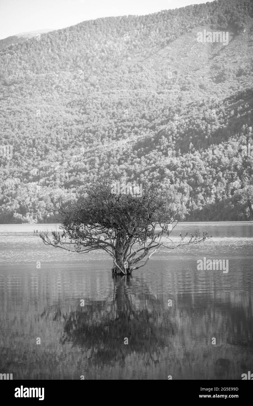 Baum steht im Wasser im Nonthué See, Patagonien Argentinien nach der Flut. Stockfoto
