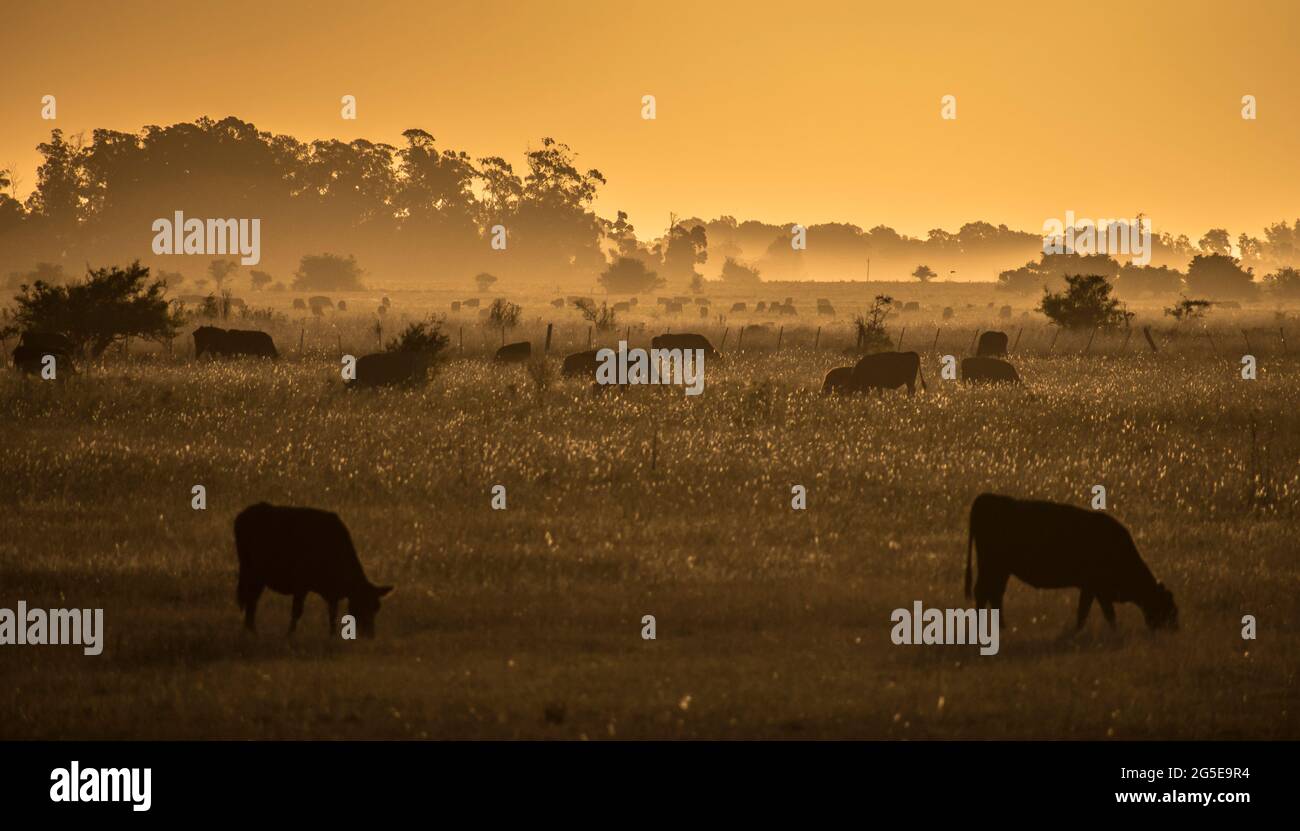 Kühe fressen Gras auf einem großen Feld in Buenos Aires, Argentinien. Pampa húmeda. Stockfoto