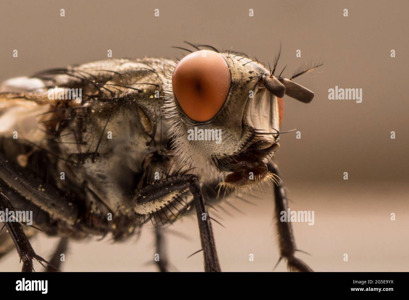 Nahaufnahme einer Fliege, musca domestica, mit Details. Stockfoto