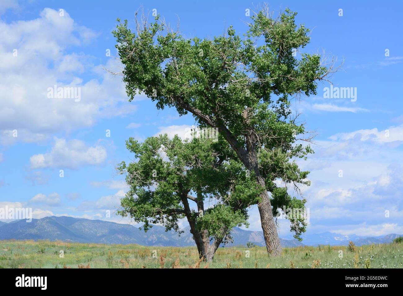 Sommer Standley Lake in Westminster Colorado Landschaft mit Bäumen und Blick auf die Rocky Mountains Stockfoto