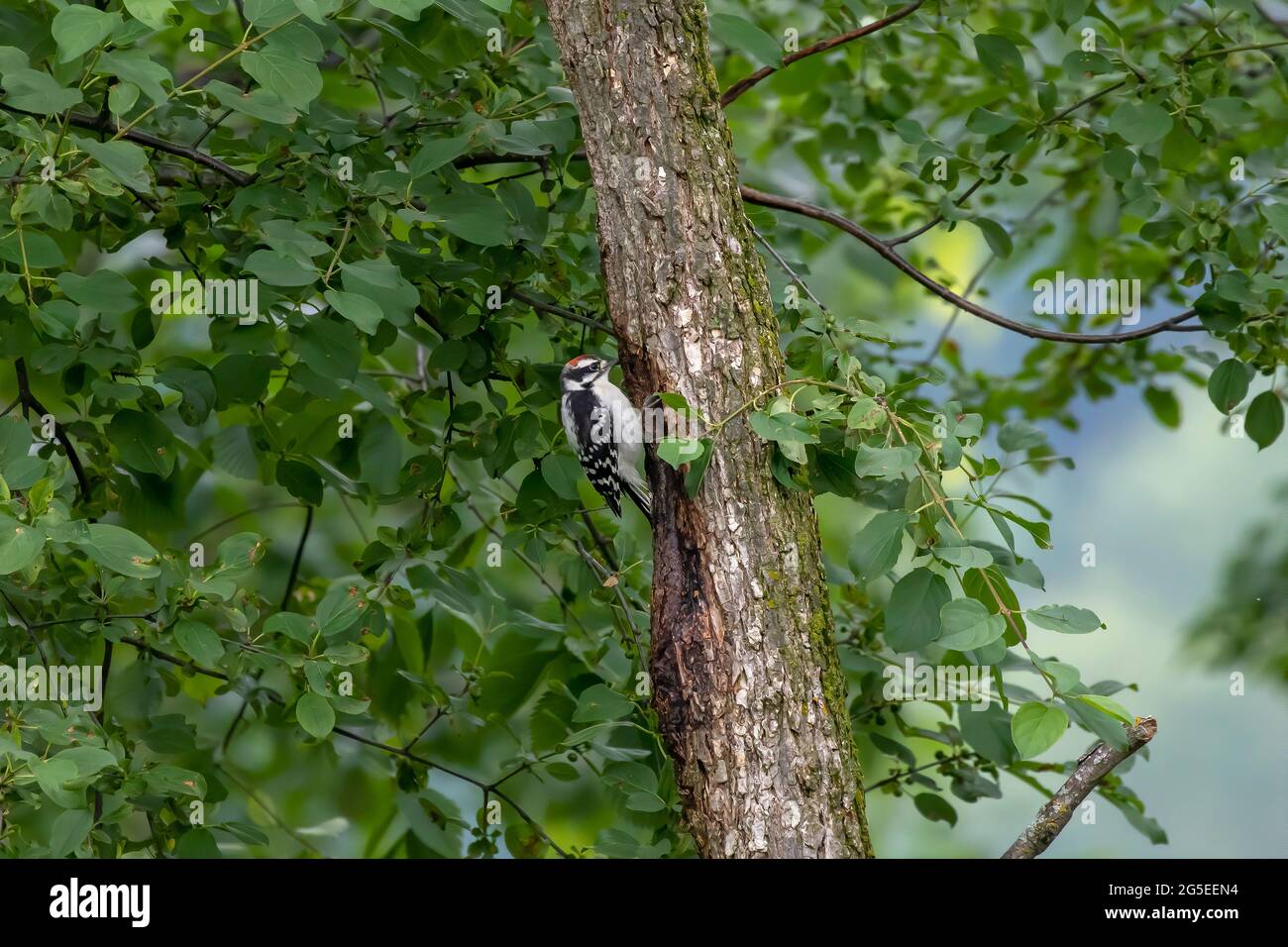 Amerikanischer Specht im Park Stockfoto