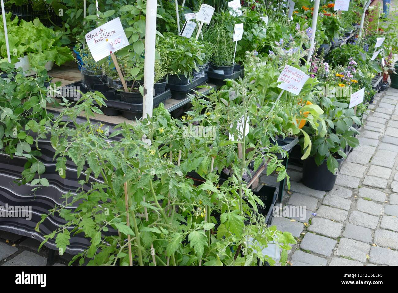 Kräuter auf einem Wochenmarkt. Stockfoto