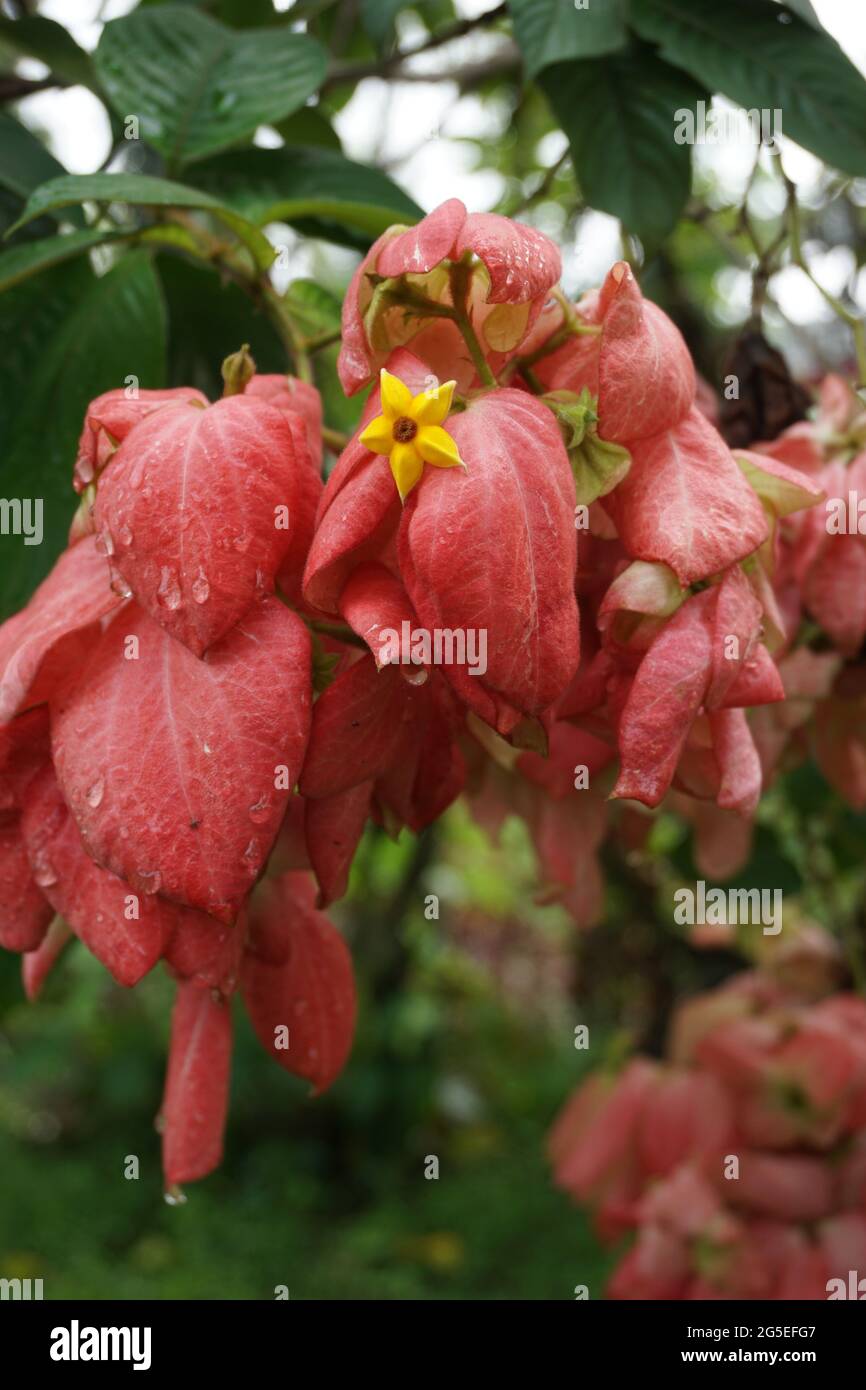 Mussaenda pubescens mit einem natürlichen Hintergrund. Auch Nusa Indah, Ashanti Blood, Tropical Dogwood genannt Stockfoto