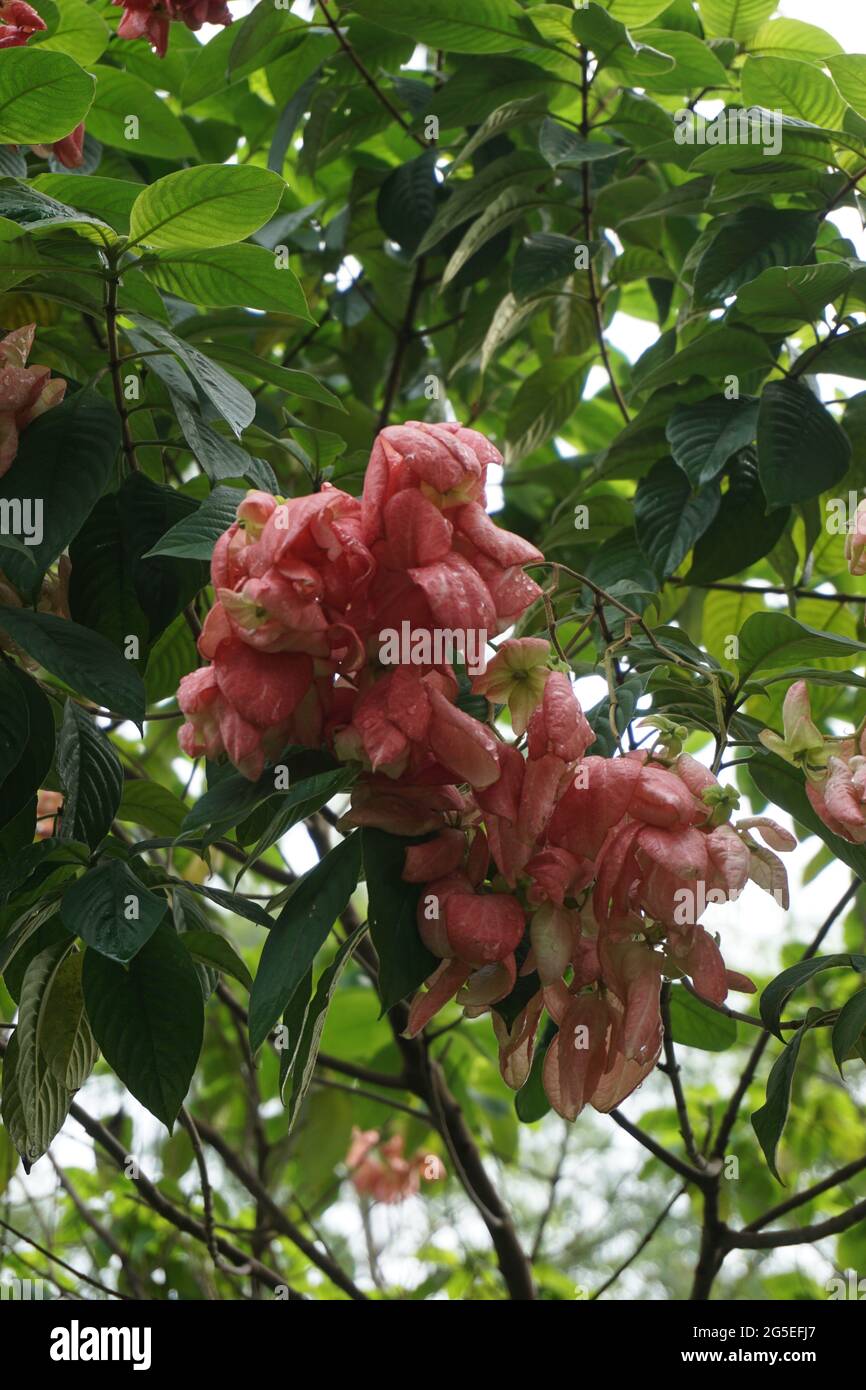 Mussaenda pubescens mit einem natürlichen Hintergrund. Auch Nusa Indah, Ashanti Blood, Tropical Dogwood genannt Stockfoto