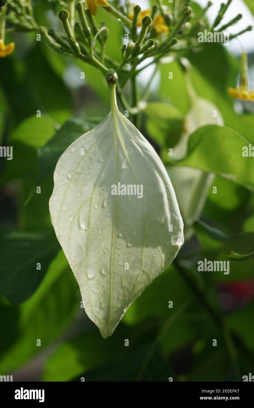 Mussaenda pubescens mit einem natürlichen Hintergrund. Auch Nusa Indah, Ashanti Blood, Tropical Dogwood genannt Stockfoto