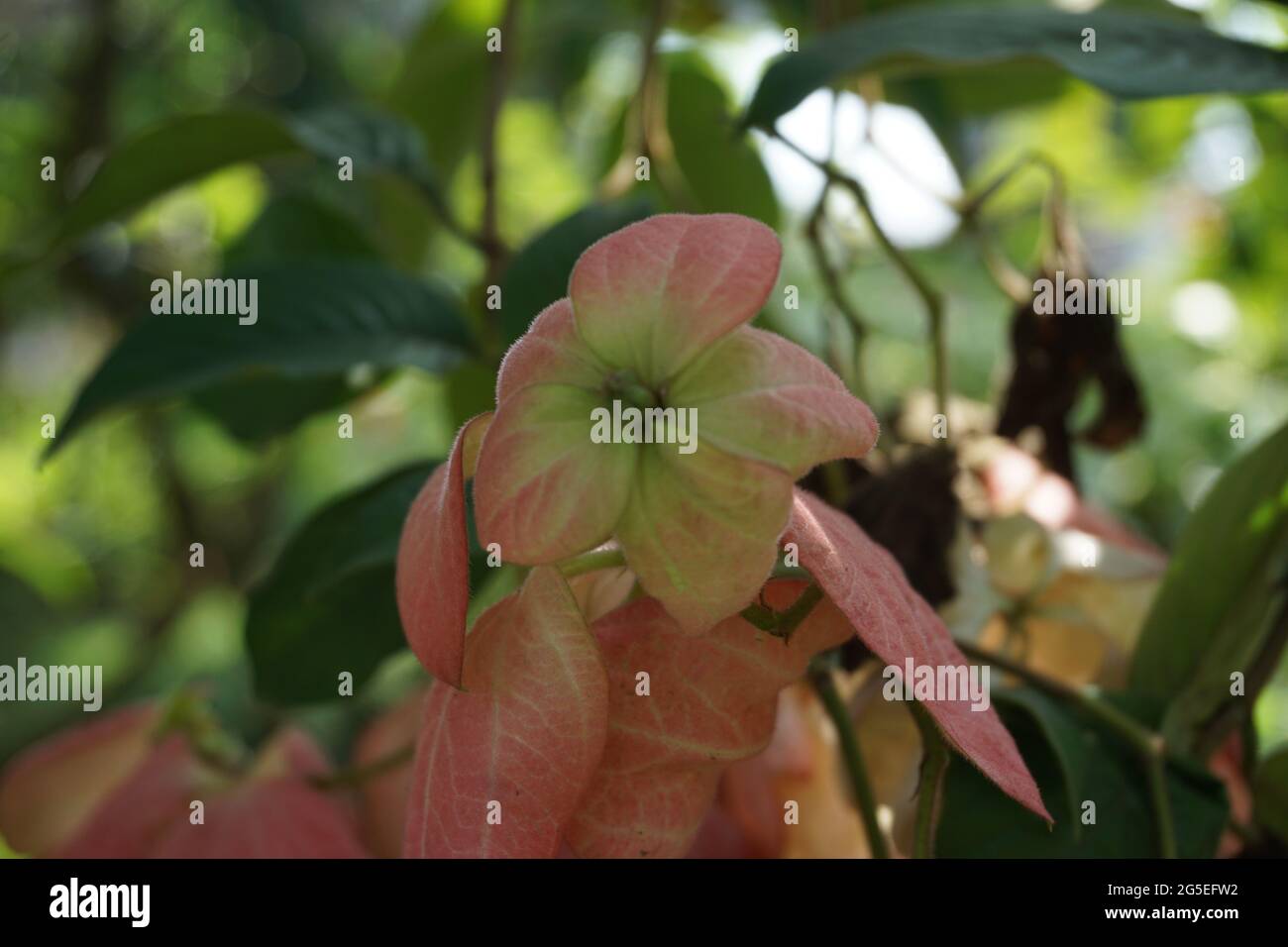 Mussaenda pubescens mit einem natürlichen Hintergrund. Auch Nusa Indah