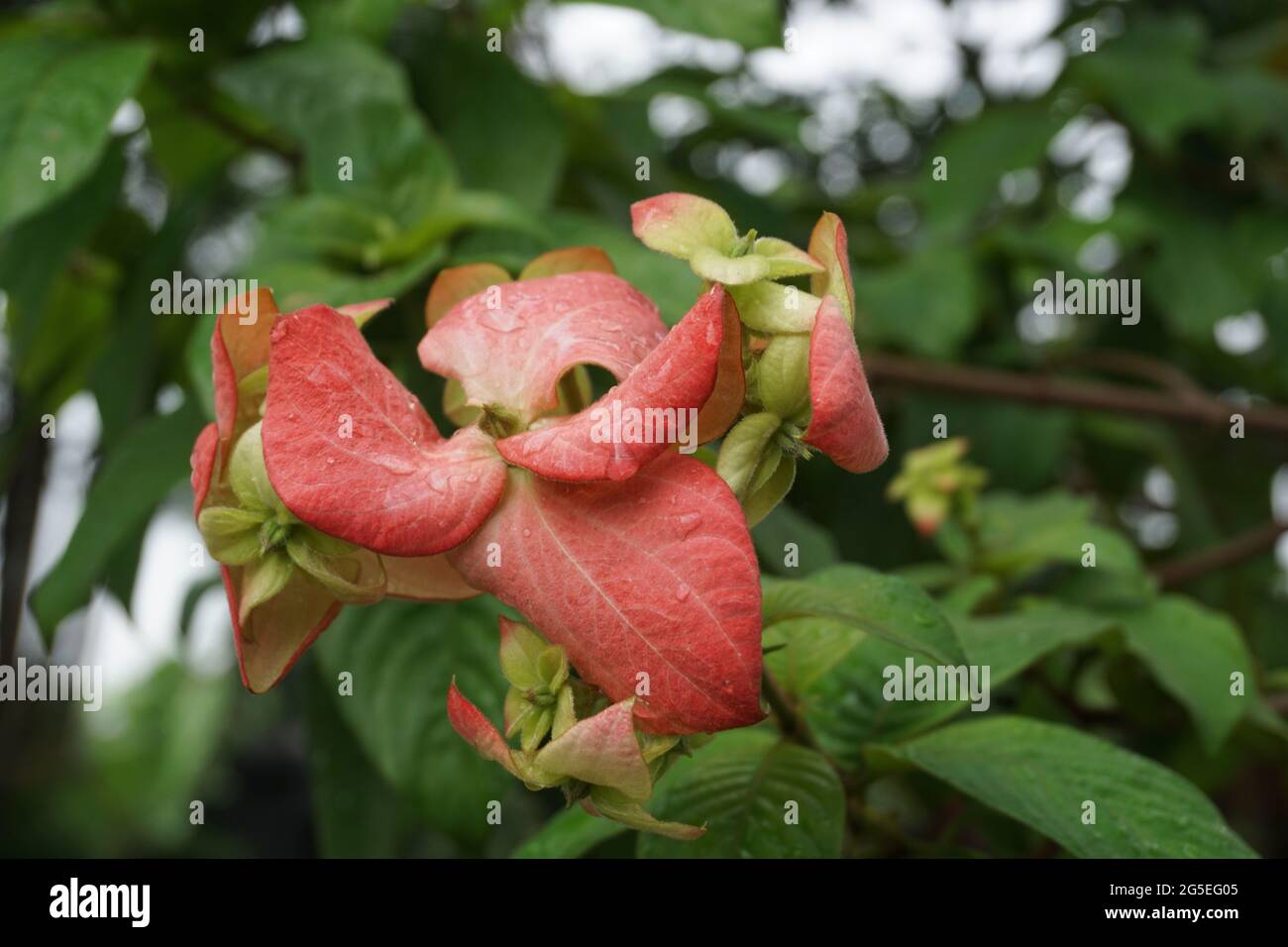Mussaenda pubescens mit einem natürlichen Hintergrund. Auch Nusa Indah