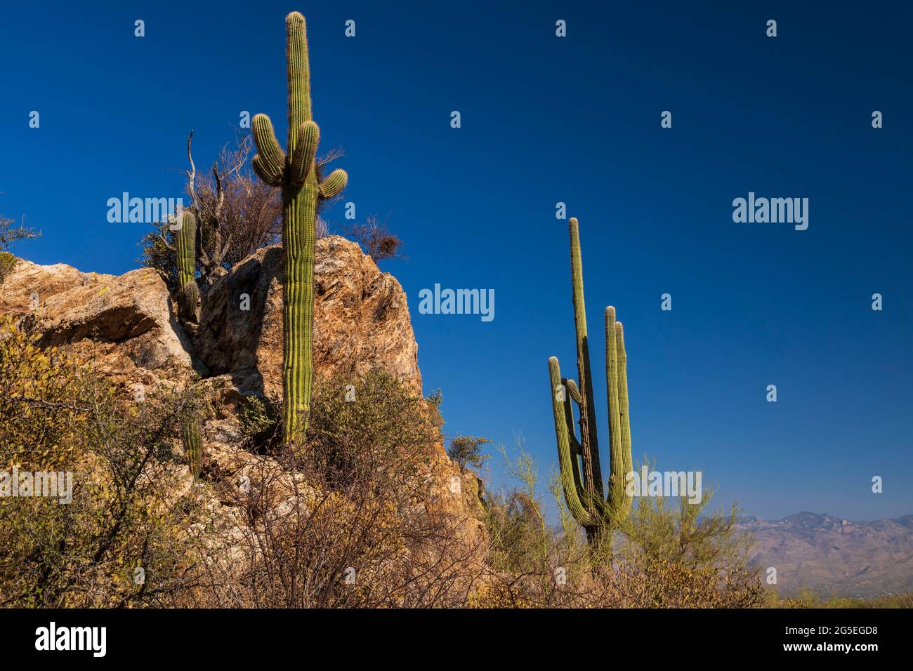 Saguaro Cactus (Carnegiea gigantea) im Saguaro National Park, Arizona Stockfoto