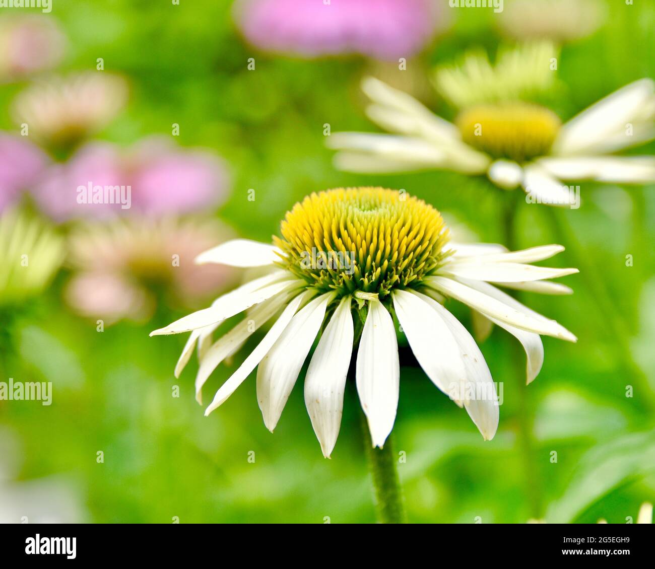Nahaufnahme einer schönen weißen Koneblume auf einem weichen, unscharfen Hintergrund aus Grün mit Akzenten in Pink, Gelb und Weiß. Speicherplatz kopieren. Stockfoto