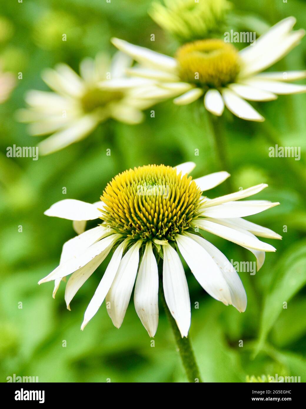 Vertikales Format einer schönen weißen Kegelblume (Echinacea purpurea) auf einem weichen, verschwommenen grünen Hintergrund mit anderen Kegelblumen im Hintergrund. Stockfoto