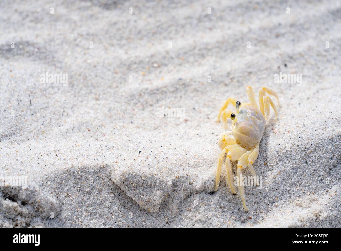 Foto einer Strandkrabbe im Sand Stockfoto