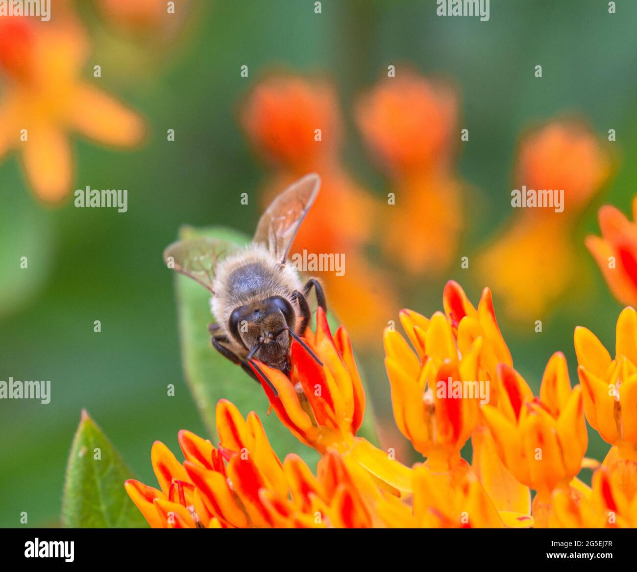 Nahaufnahme einer Honigbiene (APIs mellifera), die die Blume des Schmetterlingskraut (Asclepias tuberosa) besucht. Vorderansicht. Speicherplatz kopieren. Stockfoto