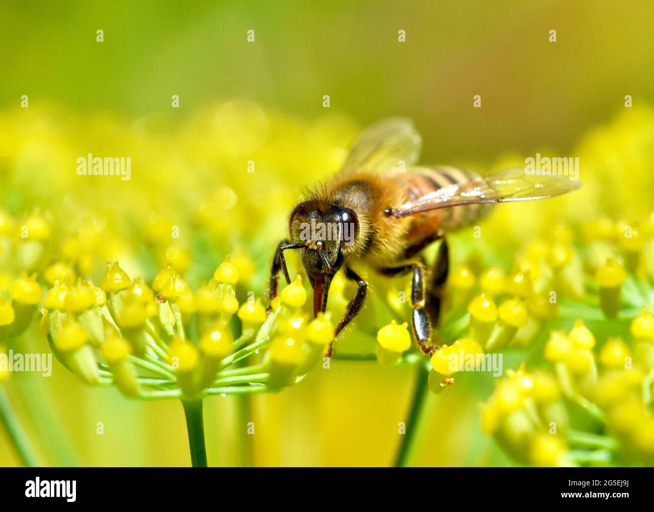 Vorderansicht einer Honigbiene (APIs mellifera), die Nektar aus den winzigen Blüten des Fenchels sammelt. Nahaufnahme. Speicherplatz kopieren. Stockfoto