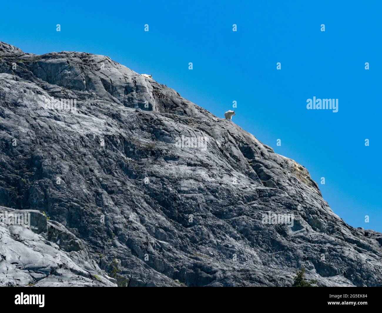 Mountain Goat, Oreamnos americanus, am düsteren Knob, Glacier Bay National Park, Southeast Alaska, USA Stockfoto